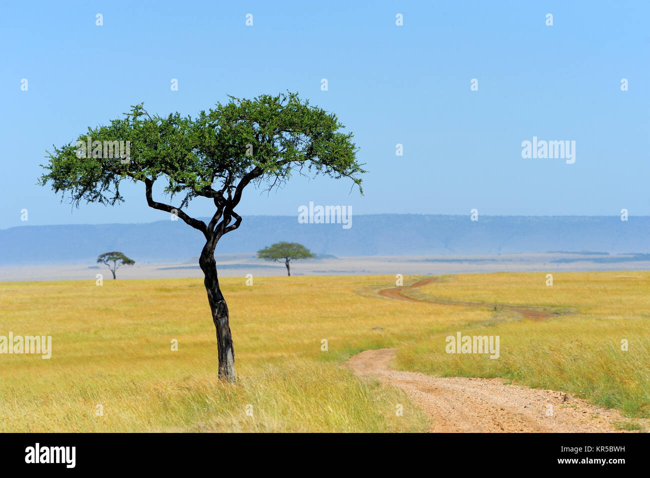Savannah landscape in the national park in kenya Stock Photo