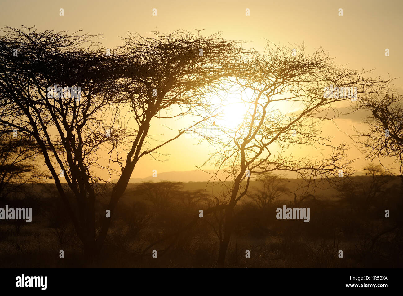 Sunset with silhouetted African savanna trees Stock Photo