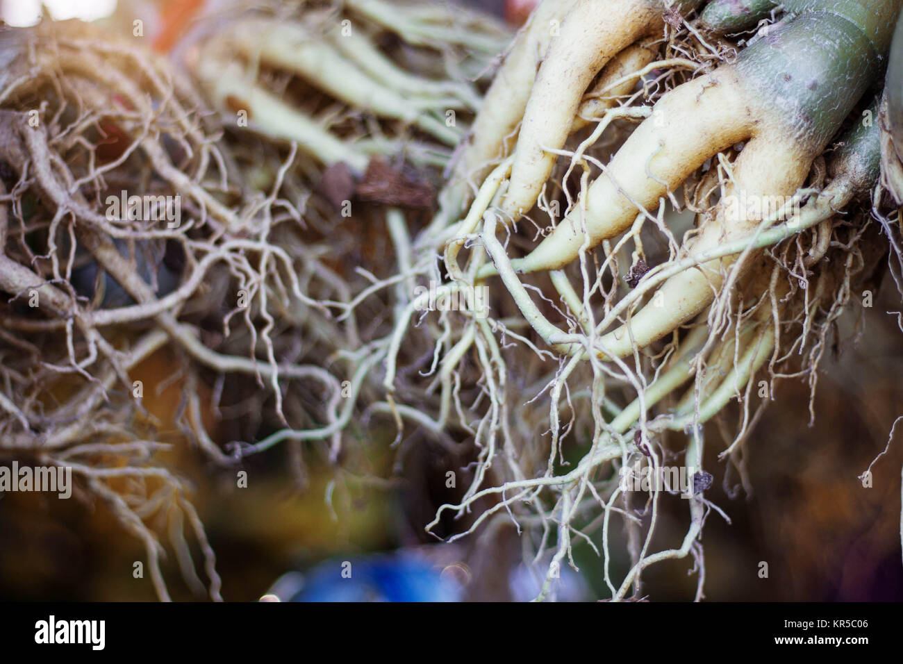 root of the tree adorned with dirty debris Stock Photo - Alamy