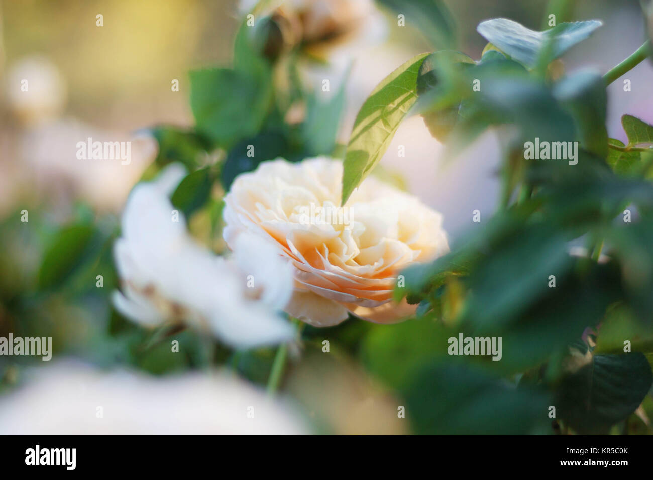 Rose with beauty on the background blurred Stock Photo - Alamy