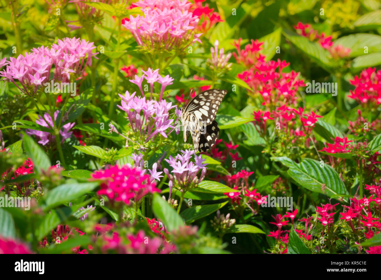 The background image of the colorful flowers Stock Photo - Alamy