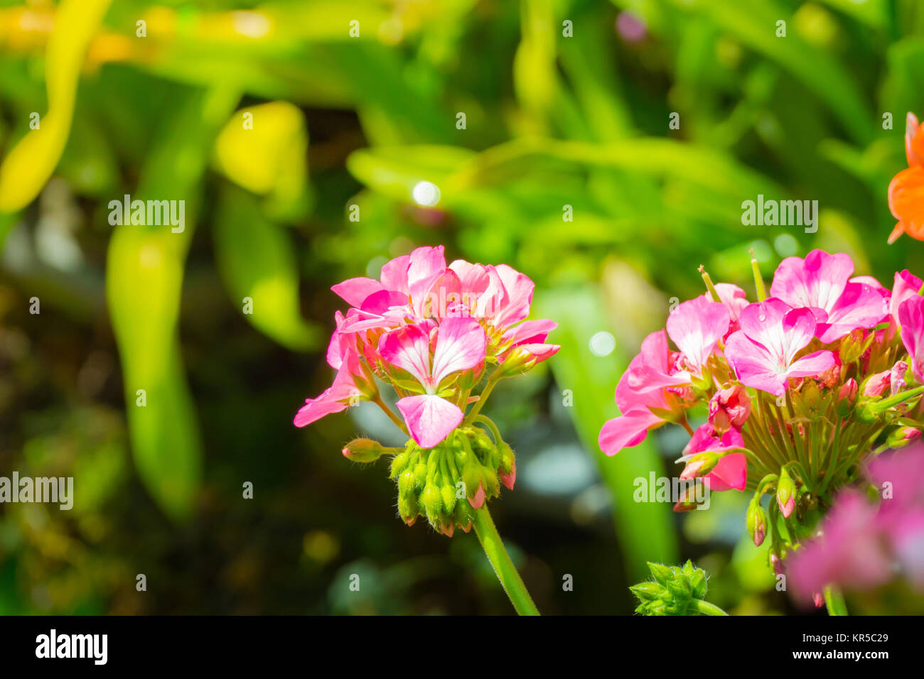 The background image of the colorful flowers Stock Photo - Alamy