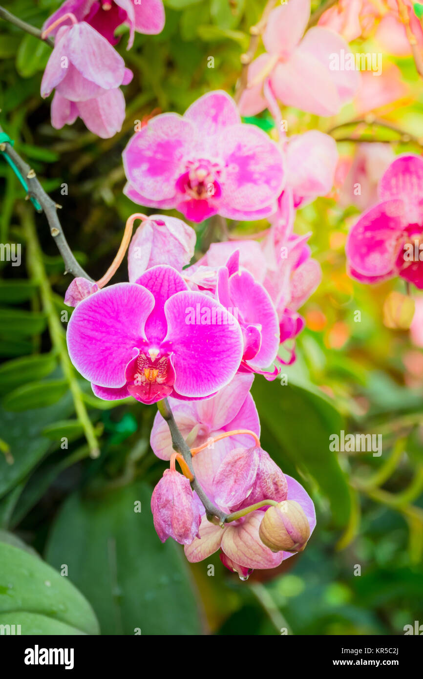 Beautiful blooming orchids in forest Stock Photo