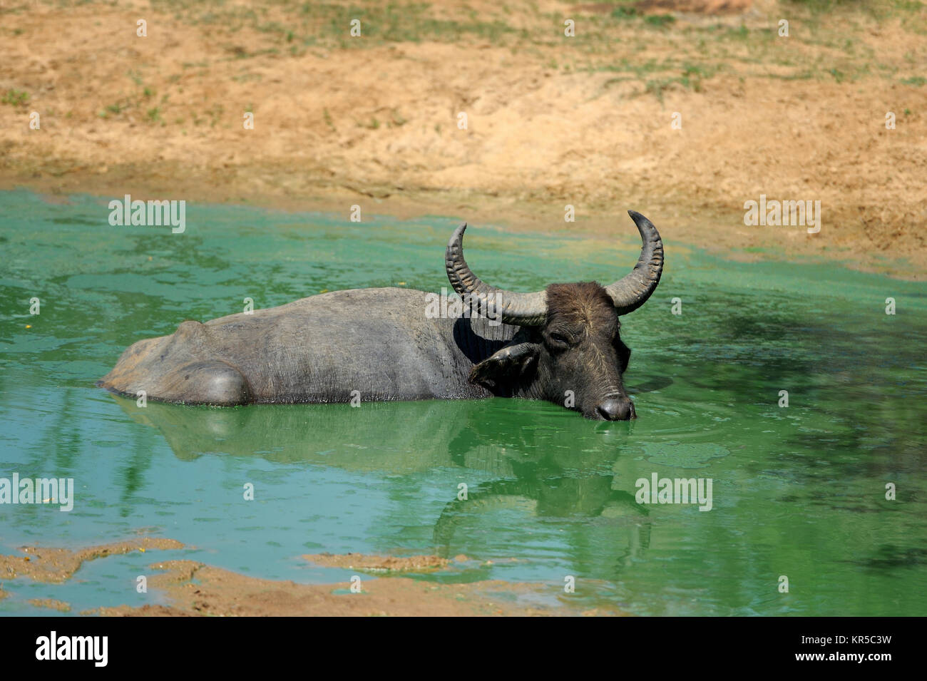 Water buffalo sri lanka hi-res stock photography and images - Alamy