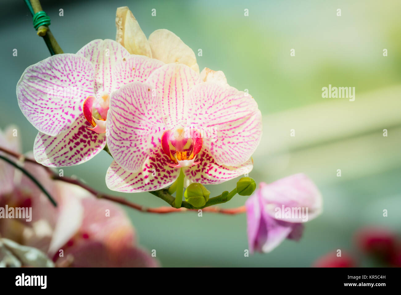 Beautiful blooming orchids in forest Stock Photo