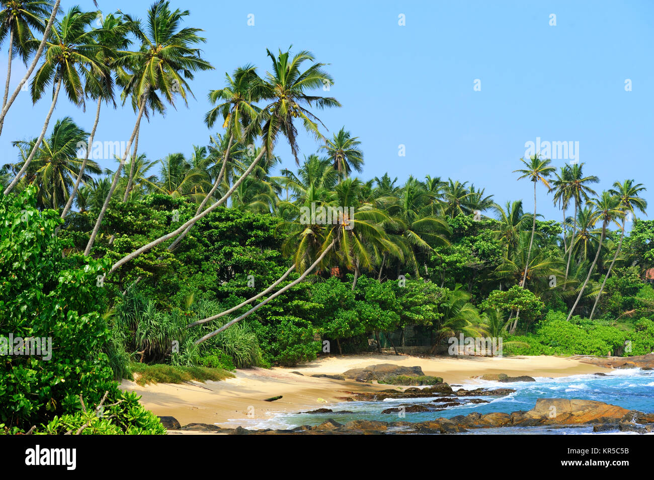 Tropical beach with palm in Sri Lanka Stock Photo - Alamy