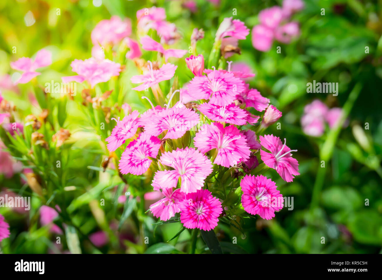 The background image of the colorful flowers Stock Photo - Alamy