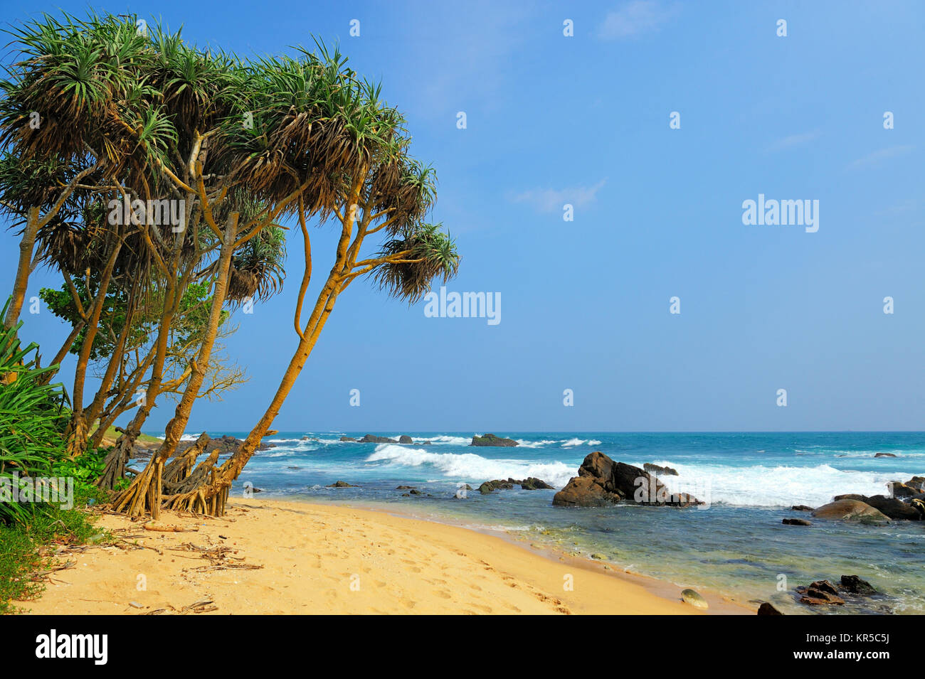 Tropical beach with palm in Sri Lanka Stock Photo - Alamy