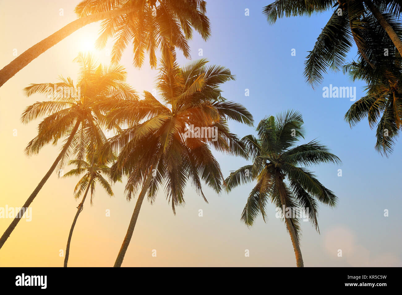 Beautiful tropical sunset with palm trees at beach Stock Photo - Alamy