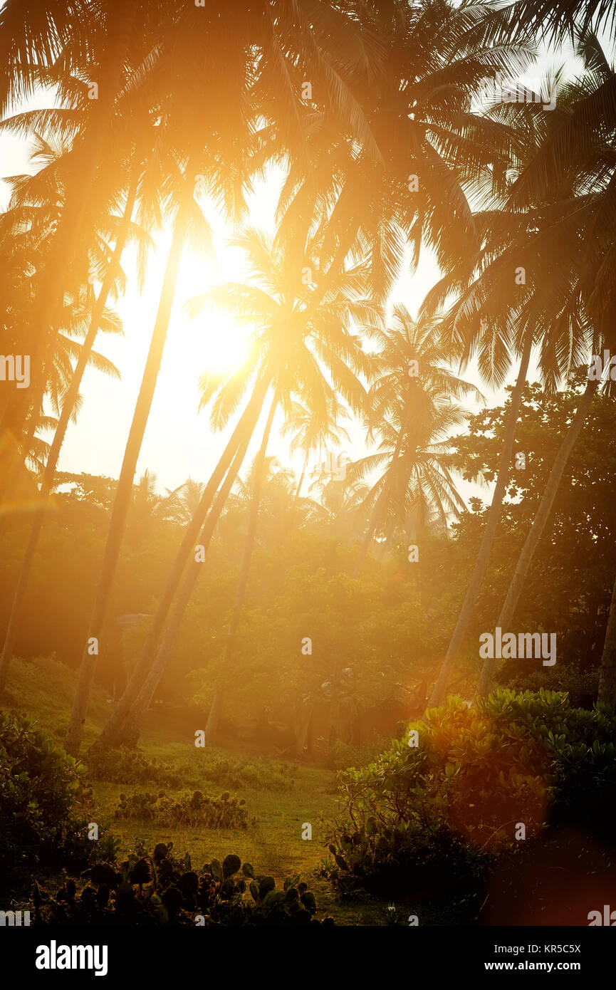 Beautiful tropical sunset with palm trees at beach Stock Photo - Alamy