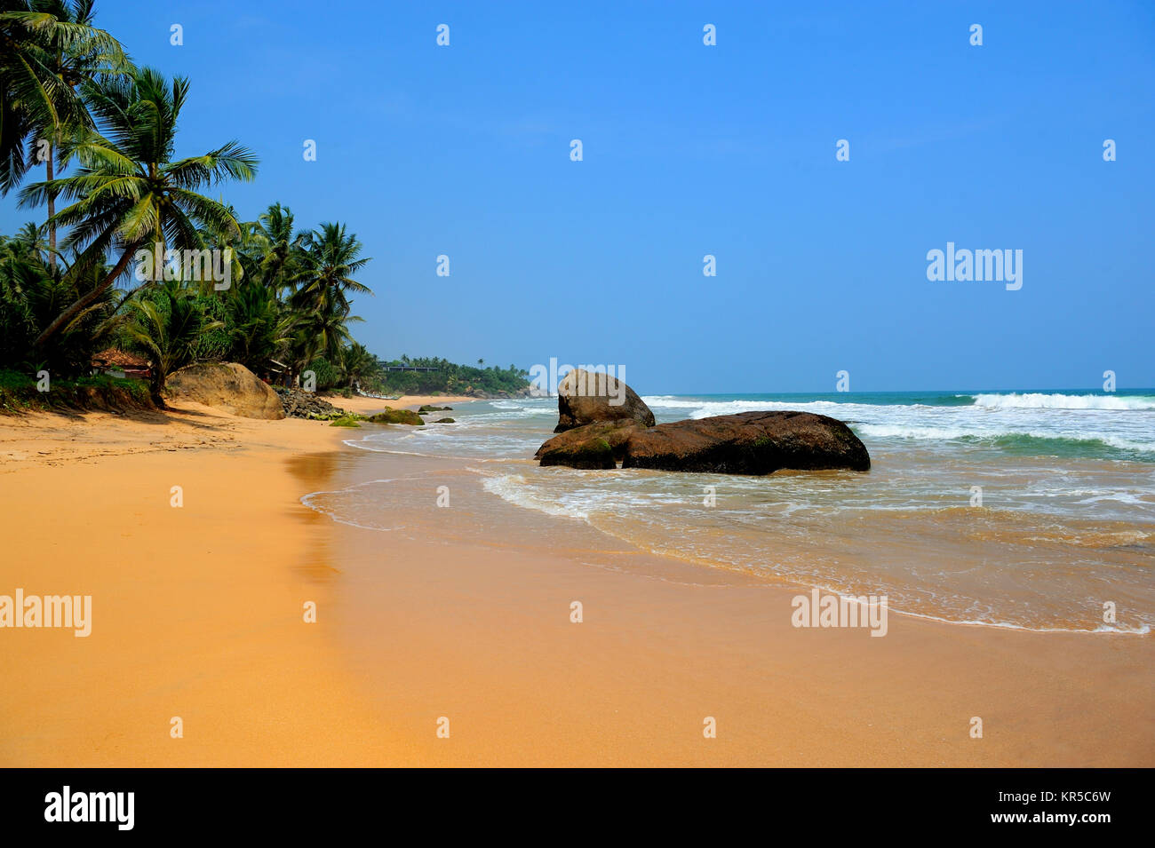 Tropical beach with palm in Sri Lanka Stock Photo - Alamy
