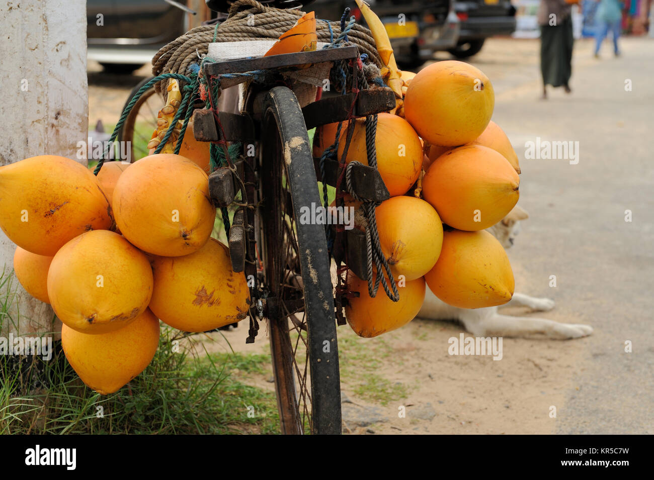 Yellow coconuts on bike Stock Photo