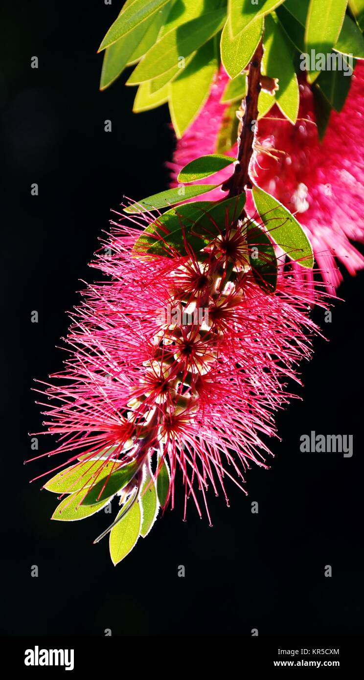 Red Bottlebrush Flower Stock Photo Alamy