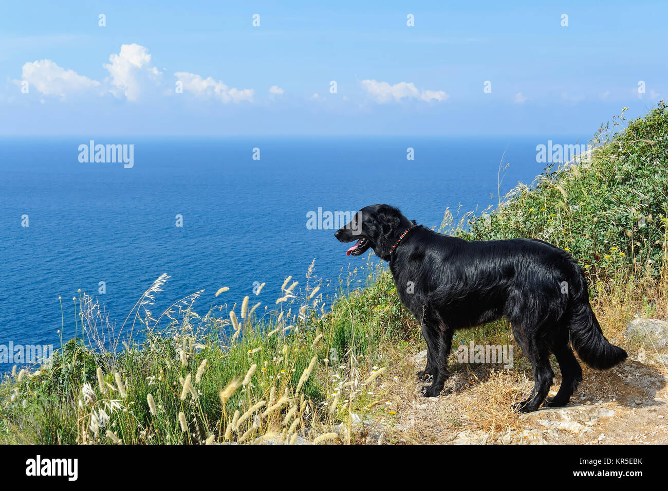 dog retriever looks out from cliffs to the sea Stock Photo