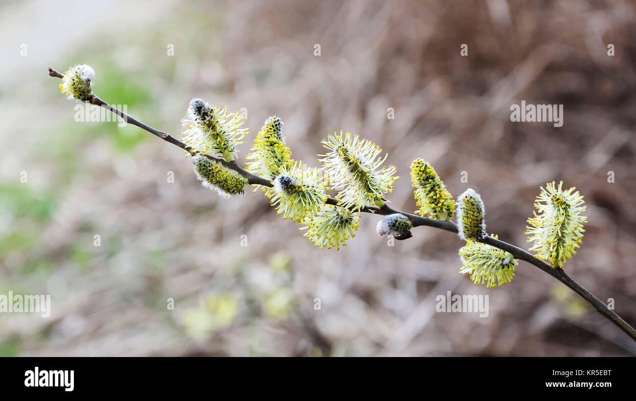 branch of palm willow Stock Photo
