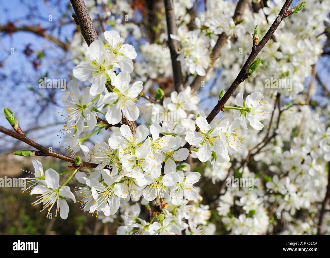 white blossoms on the bush in spring Stock Photo