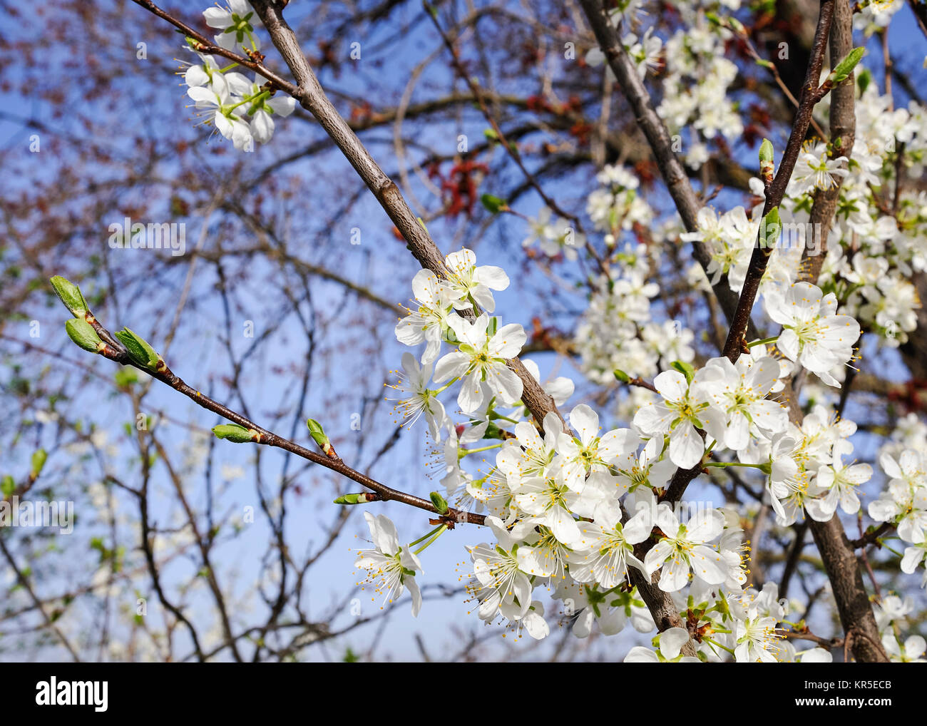 bush with white flowers in spring Stock Photo
