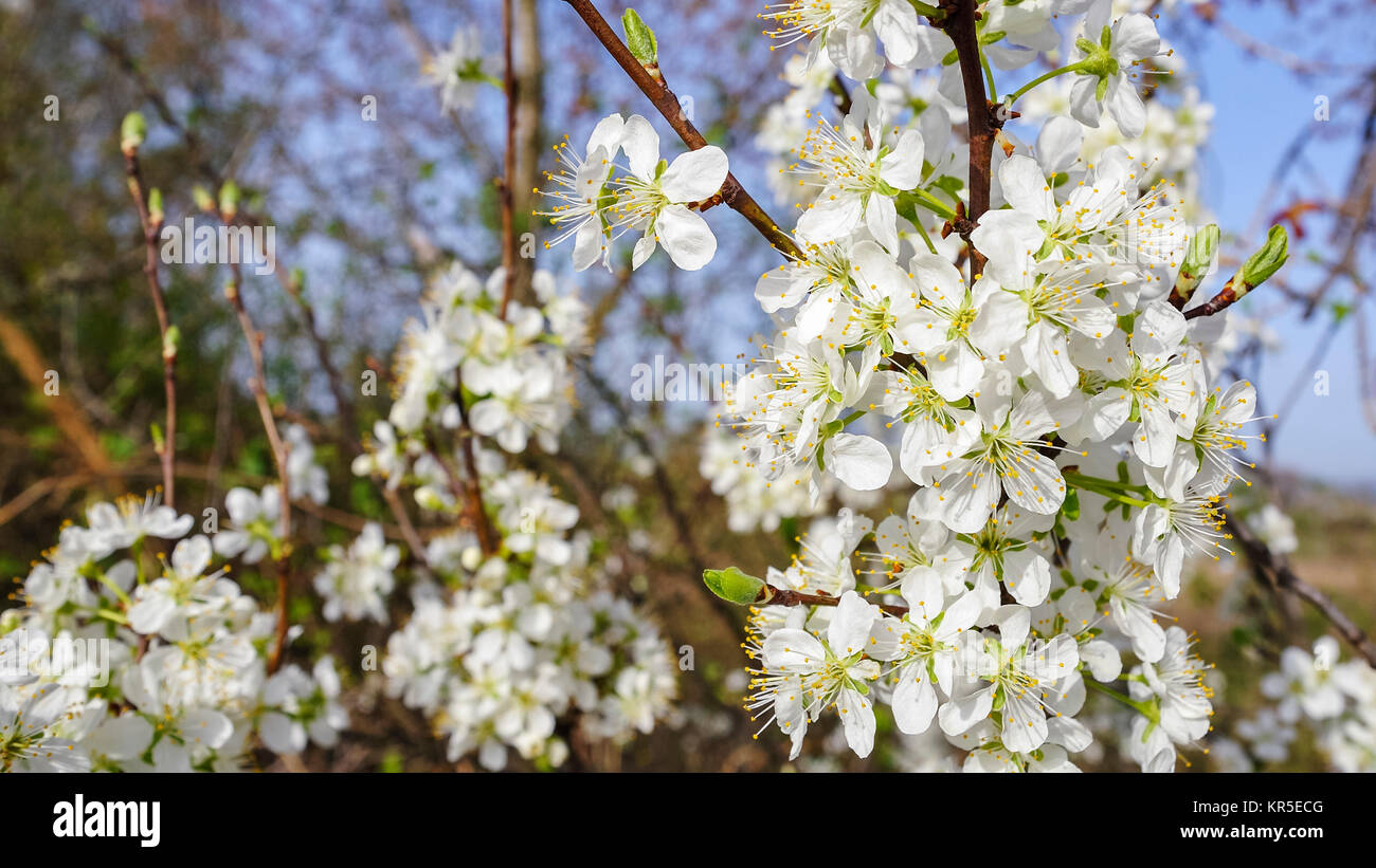 white blossoms on the bush in spring Stock Photo