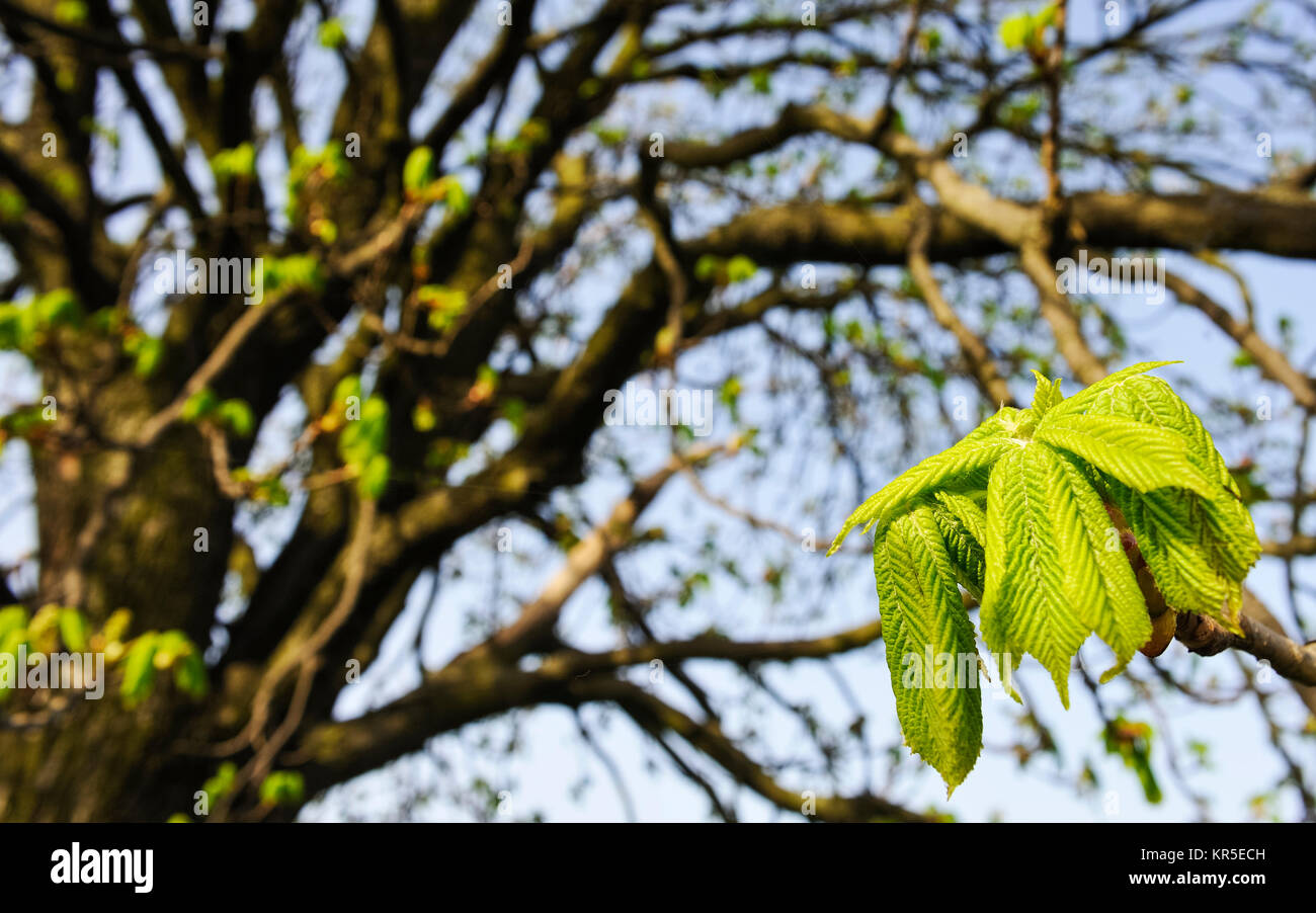 leaf of chestnut tree in spring Stock Photo