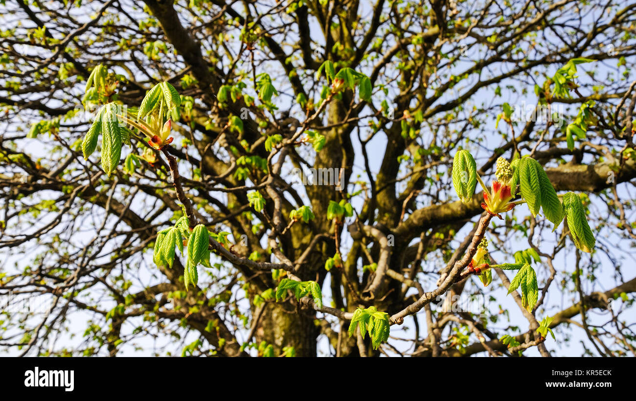 chestnut tree with fresh leaves in spring Stock Photo