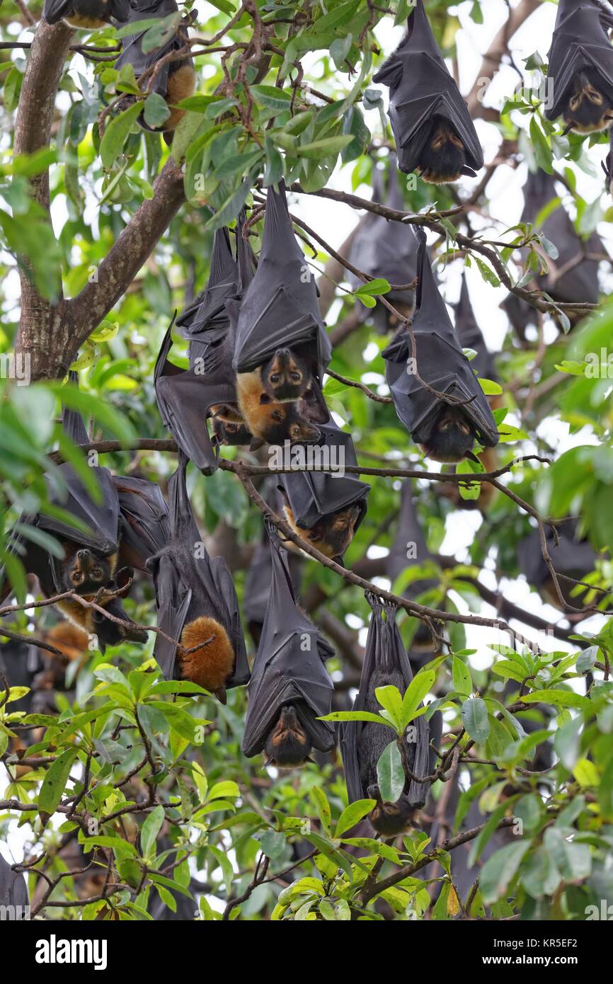 colony glasses flying foxes Stock Photo