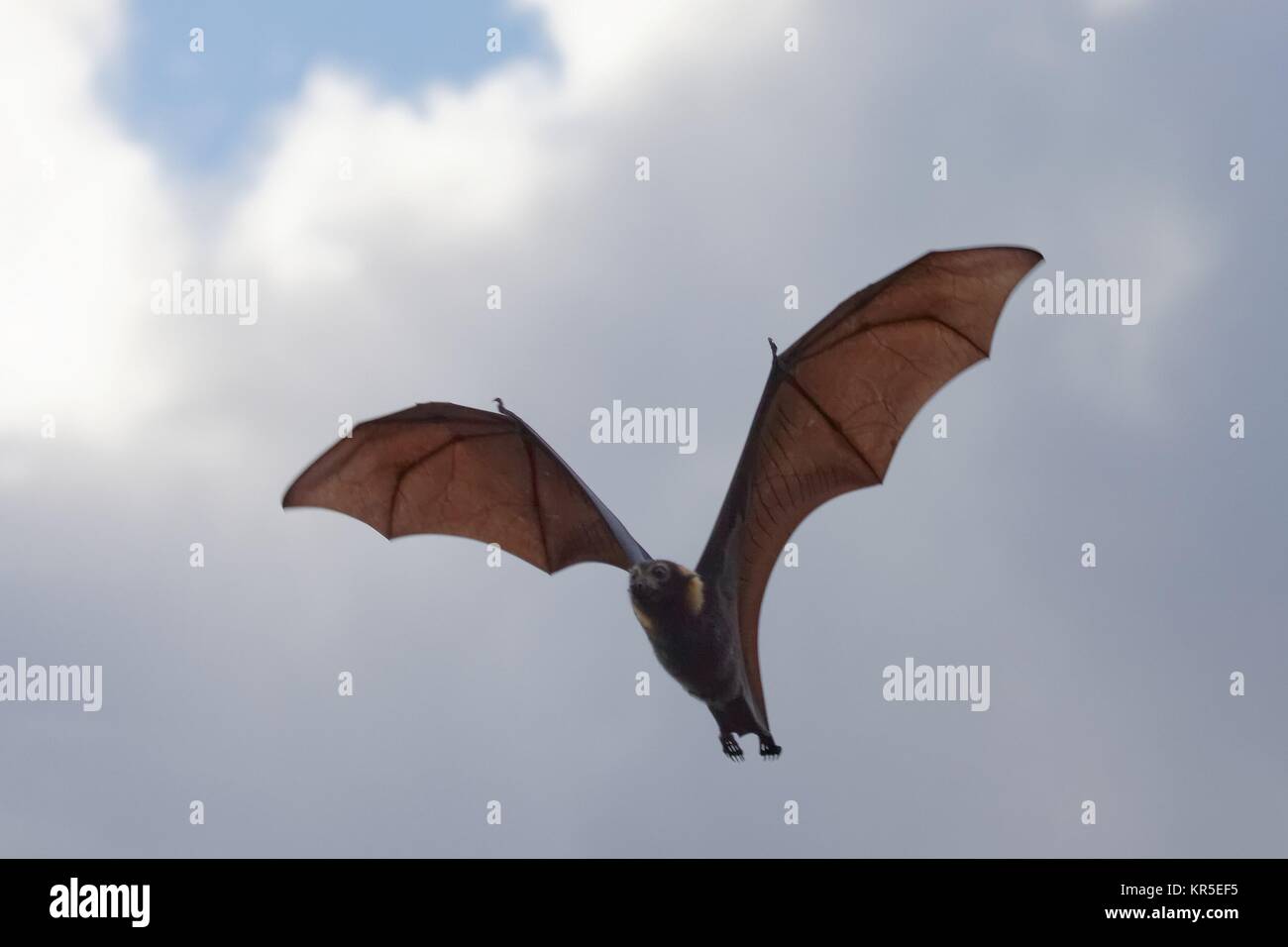 spectacled flying fox Stock Photo