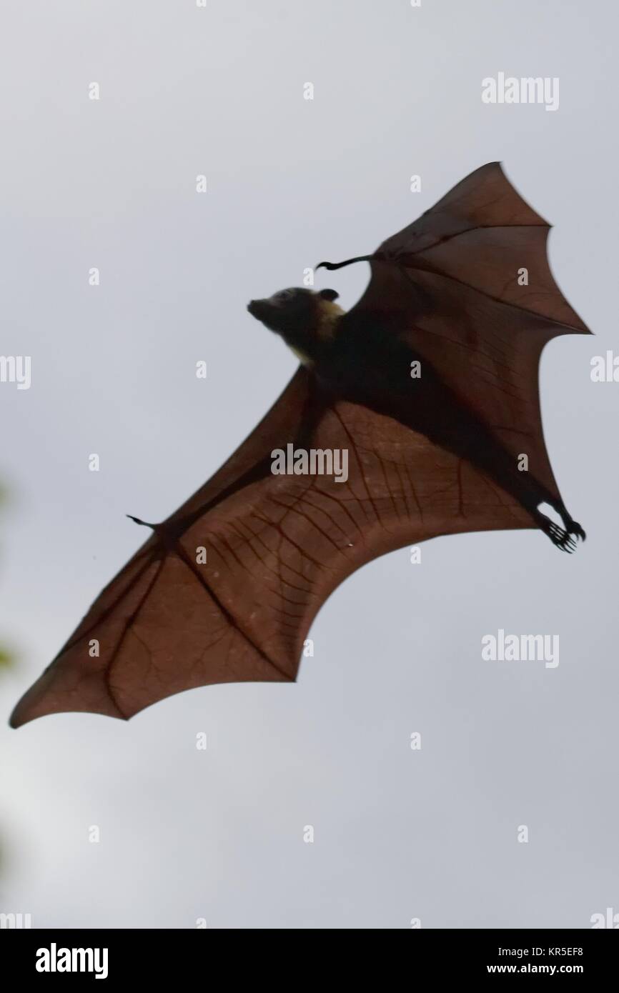 spectacled flying fox Stock Photo
