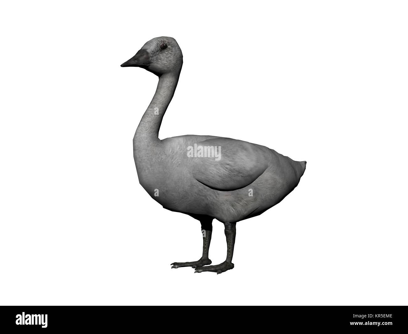 kannada goose free Stock Photo Alamy