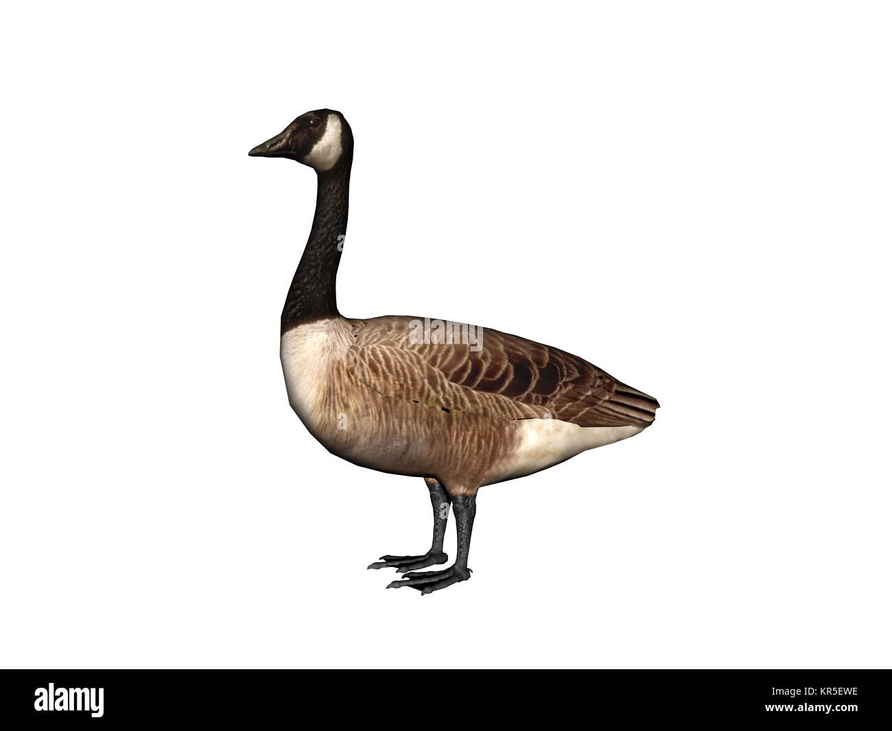 kannada-goose-exempted-stock-photo-alamy