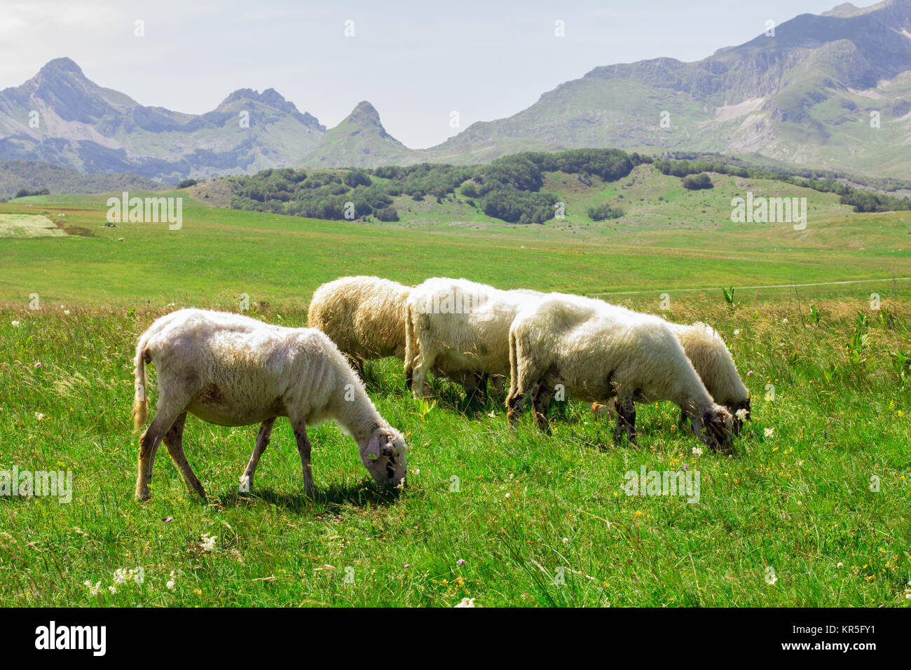 Sheep Grazing on Green Pasture Stock Photo - Alamy