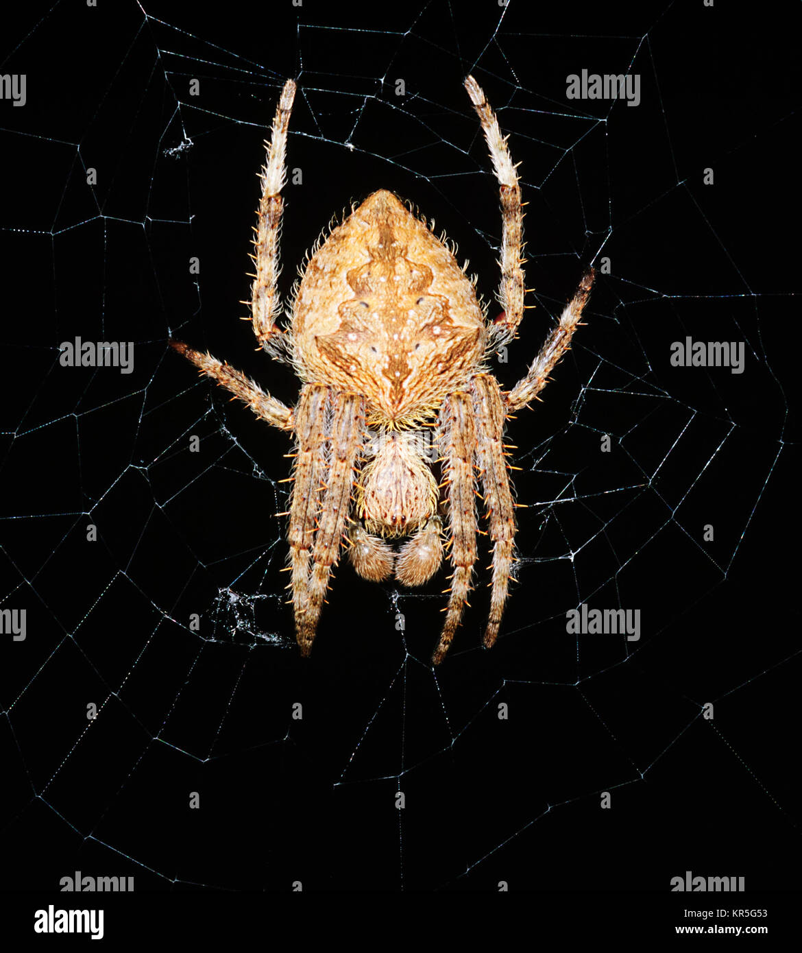 Garden Orb Weaver Spider Araneus Sp Far North Queensland Fnq