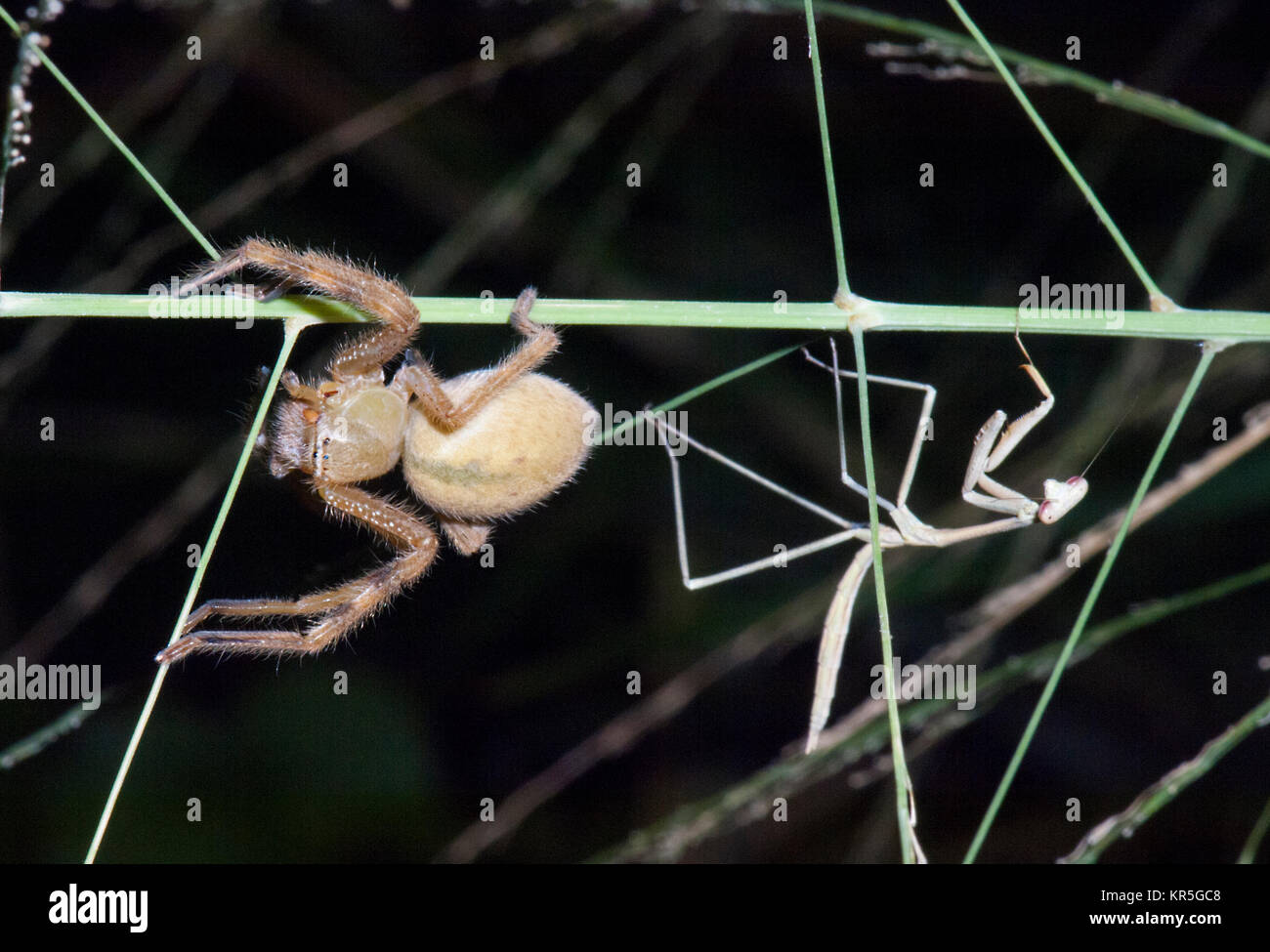 Huntsman Spider (Sparassidae) and Praying Mantis, Mt Carbine, Atherton