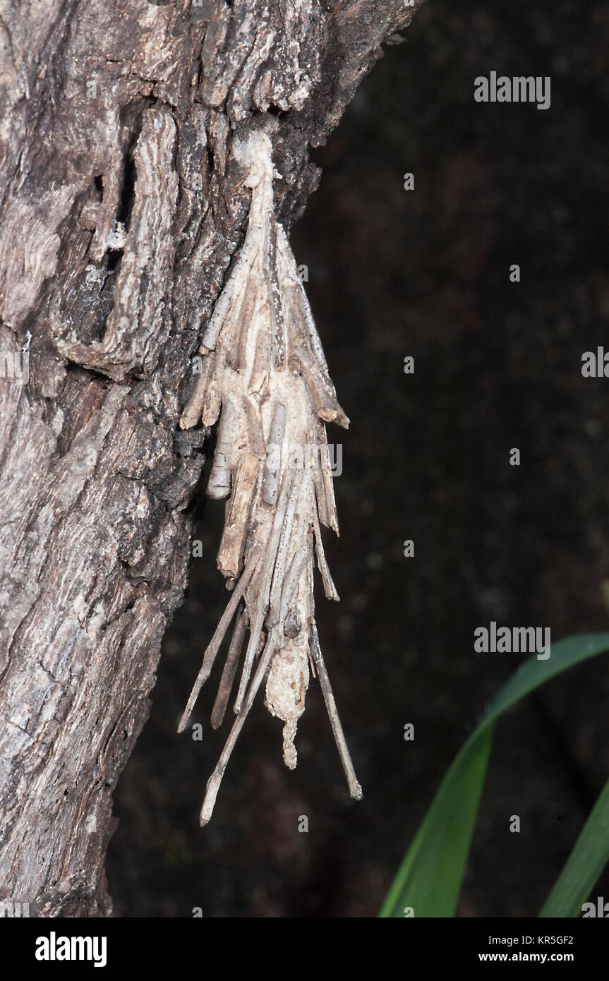 Saunders' Case Moth (Metura elongatus), Mt Carbine, Atherton Tablelands, Far North Queensland, FNQ, QLD, Australia Stock Photo