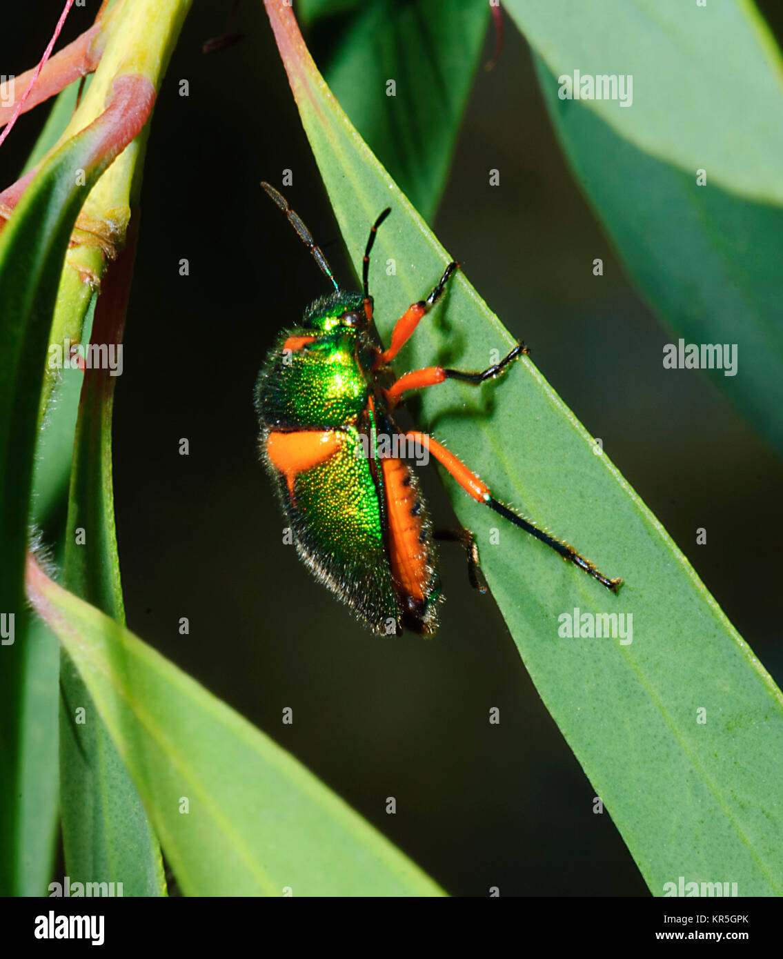 Green Jewel Bug (Lampromicra senator), Undara, Queensland, QLD, Australia Stock Photo