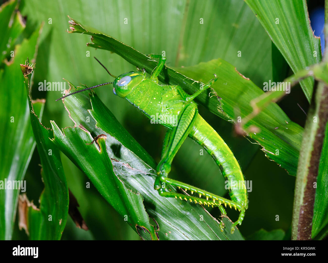 Giant Grasshopper (Valanga irregularis) nymph, last instar, Cairns, Far North Queensland, FNQ, QLD, Australia Stock Photo