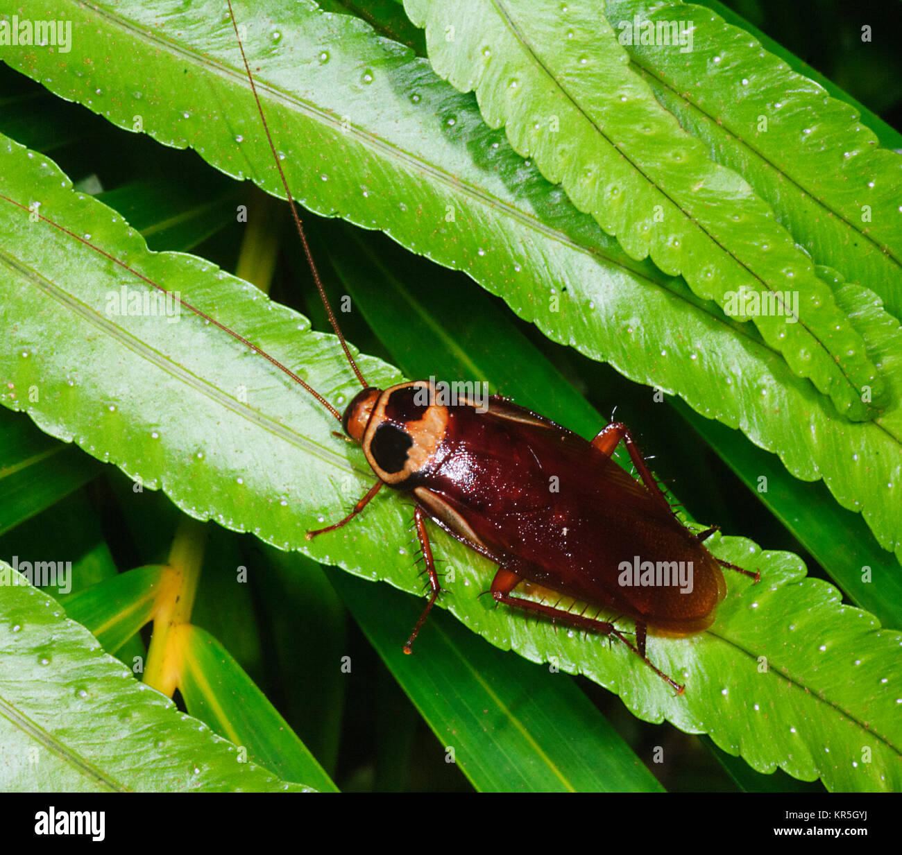 Australasiae hires stock photography and images Alamy