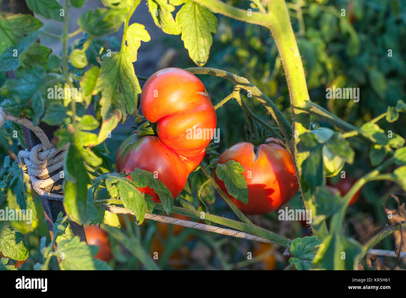 red tomato on bush in garden illuminated by sun Stock Photo - Alamy