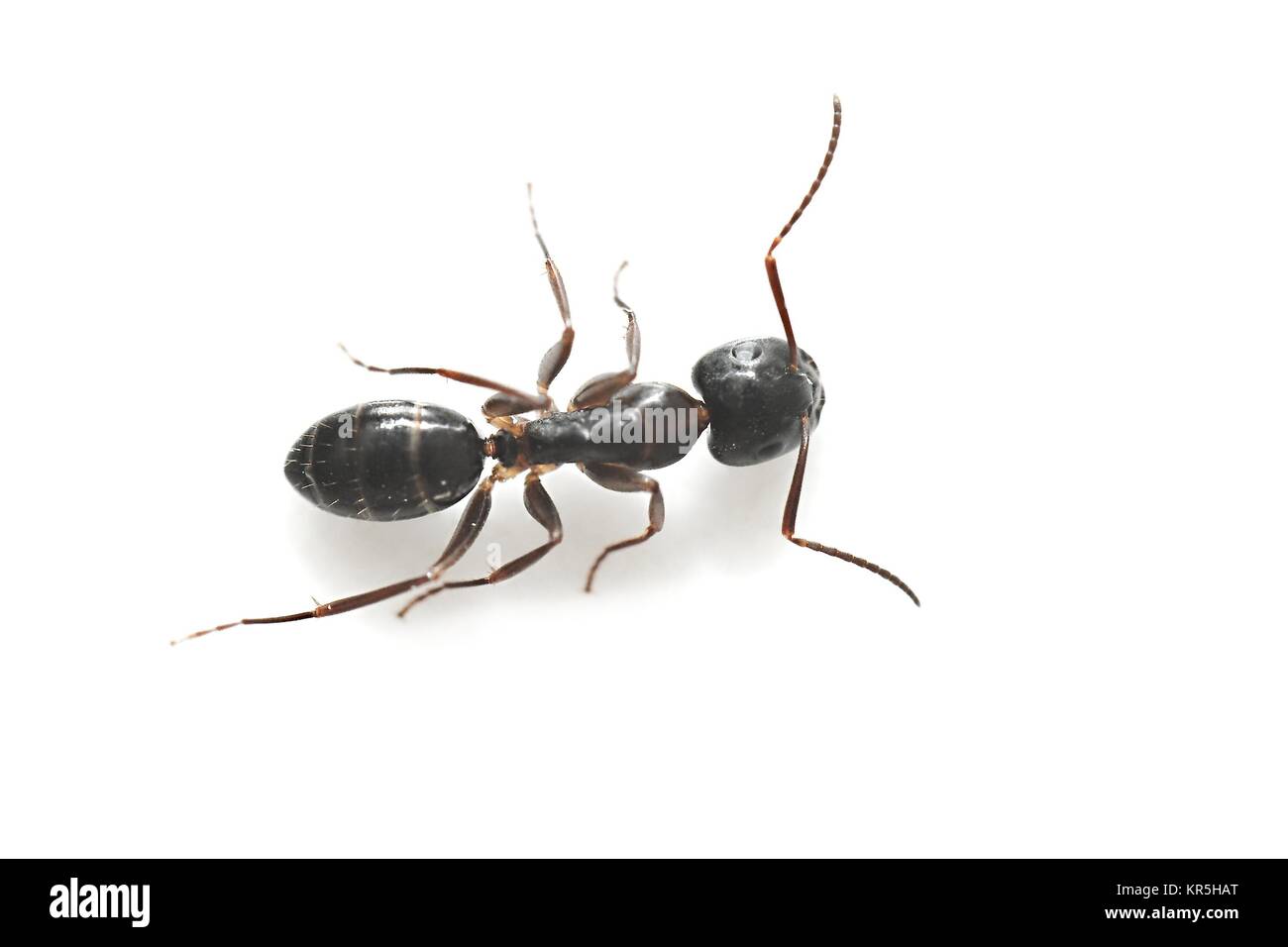 Common Black Garden Ant Stock Photo