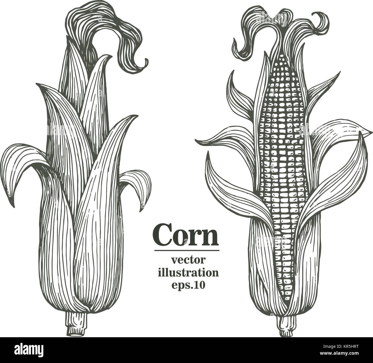 Vector corn on the cob with leaves vintage engraved illustration ...