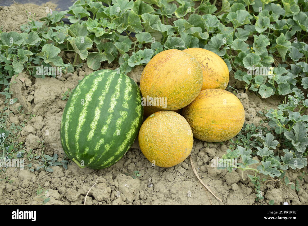 Ripe melon and watermelon the new harvest Stock Photo - Alamy