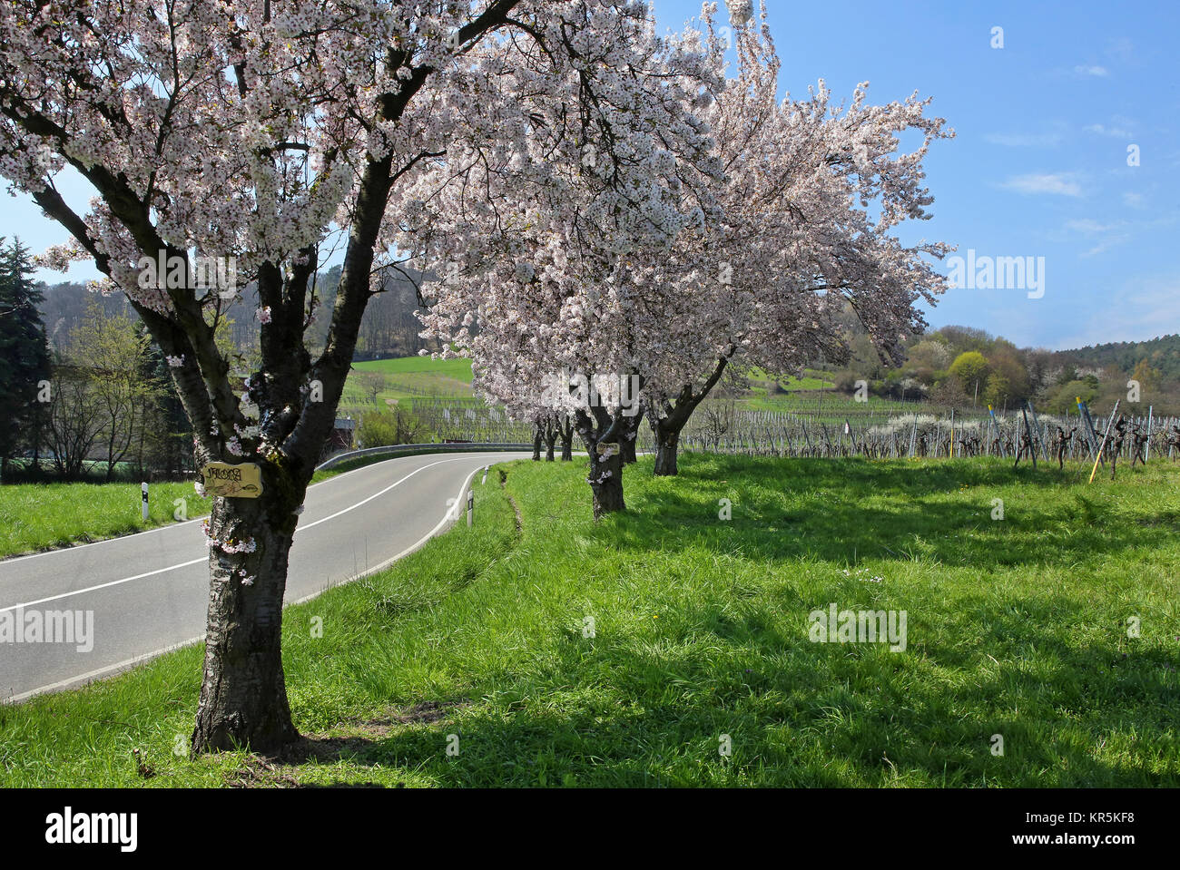 almond blossom in the sÃ¼dpfalz Stock Photo