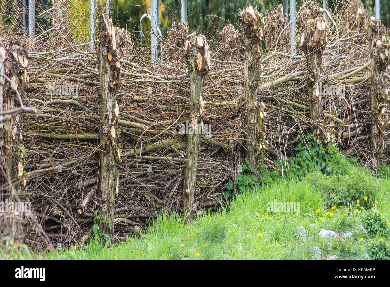 panorama,homemade natural fence Stock Photo Alamy