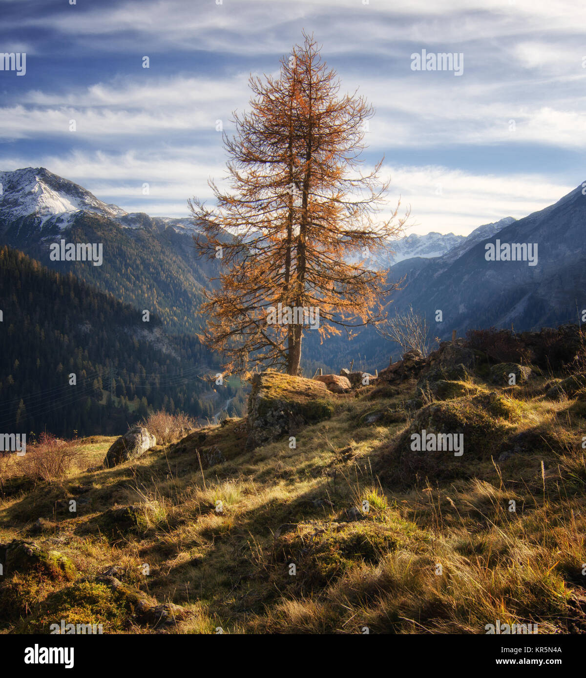 A Lone Swiss Pine in Parc Ela - The Swiss Alps Stock Photo