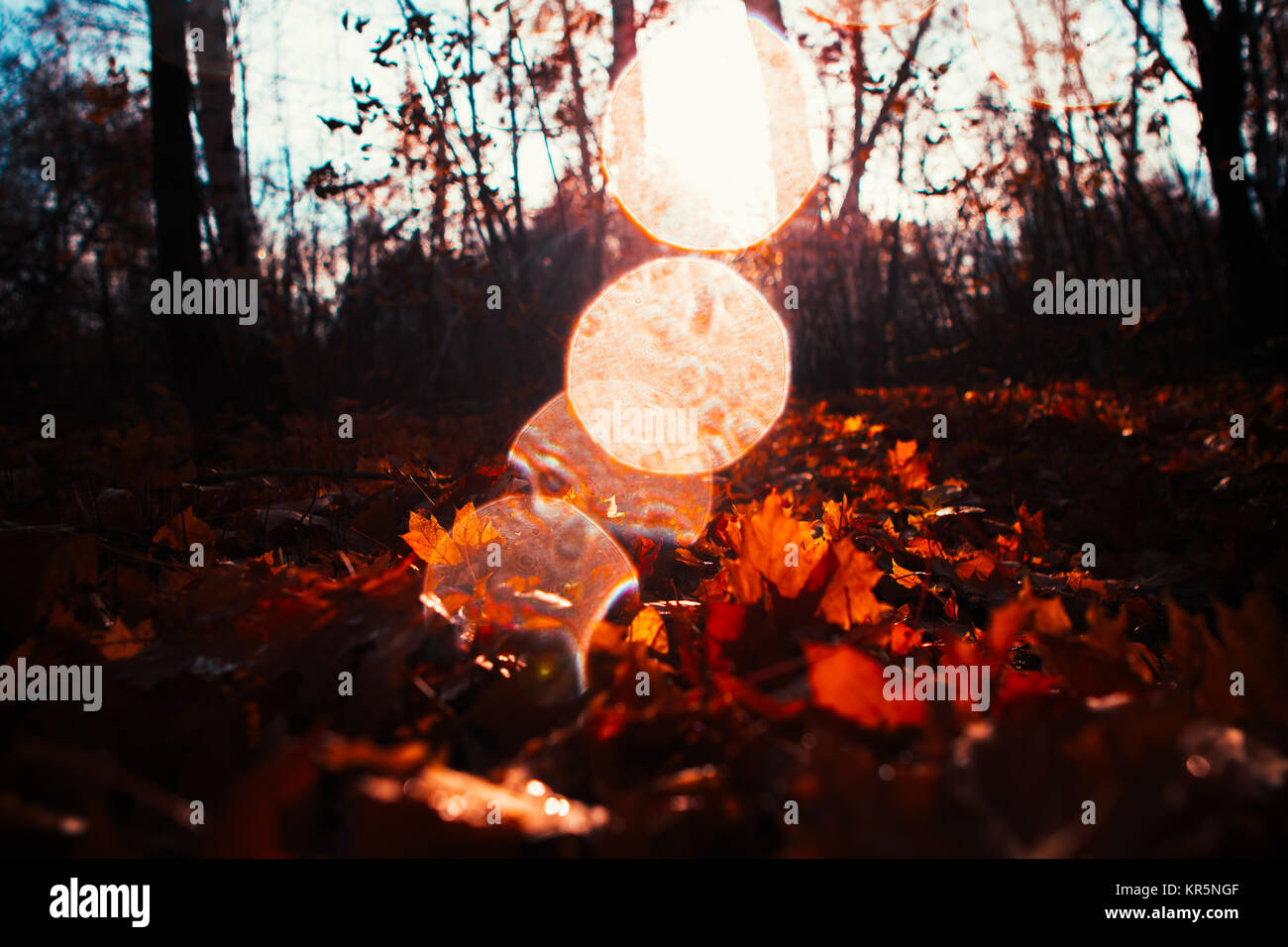 Autumn leaves close up on sun background Stock Photo - Alamy