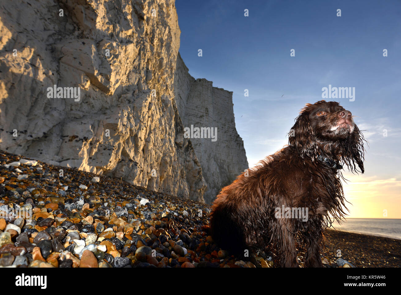 Cuckmere Haven, East Sussex. 18th December 2017. The morning sun illuminating the iconic Seven Sisters chalk cliffs and a cocker spaniel at Cuckmere Haven on a beautiful crisp morning along the South Coast. Credit: Peter Cripps/Alamy Live News Stock Photo