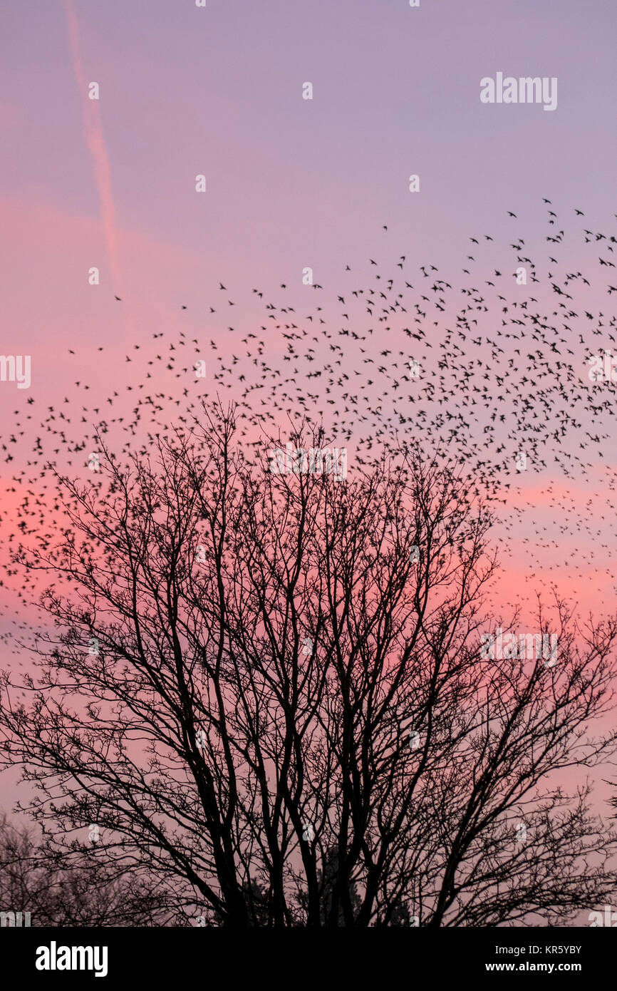 Burscough, Lancashire.  UK Weather. 18th December, 2017. Thousands of starling seeking a communal roost in the reed beds at Martin Mere, are harried and pursed by a resident peregrine falcon.  The shapes and swirls form part of an evasive technique to survive and to confound and dazzle the bird of prey. The larger the simulated flocks, the harder it is for the predators to single out and catch an individual bird. Starlings can fly swiftly in coordinated and mesmerising formations as a group action to survive the attack. Credit: MediaWorldImages/AlamyLiveNews. Stock Photo