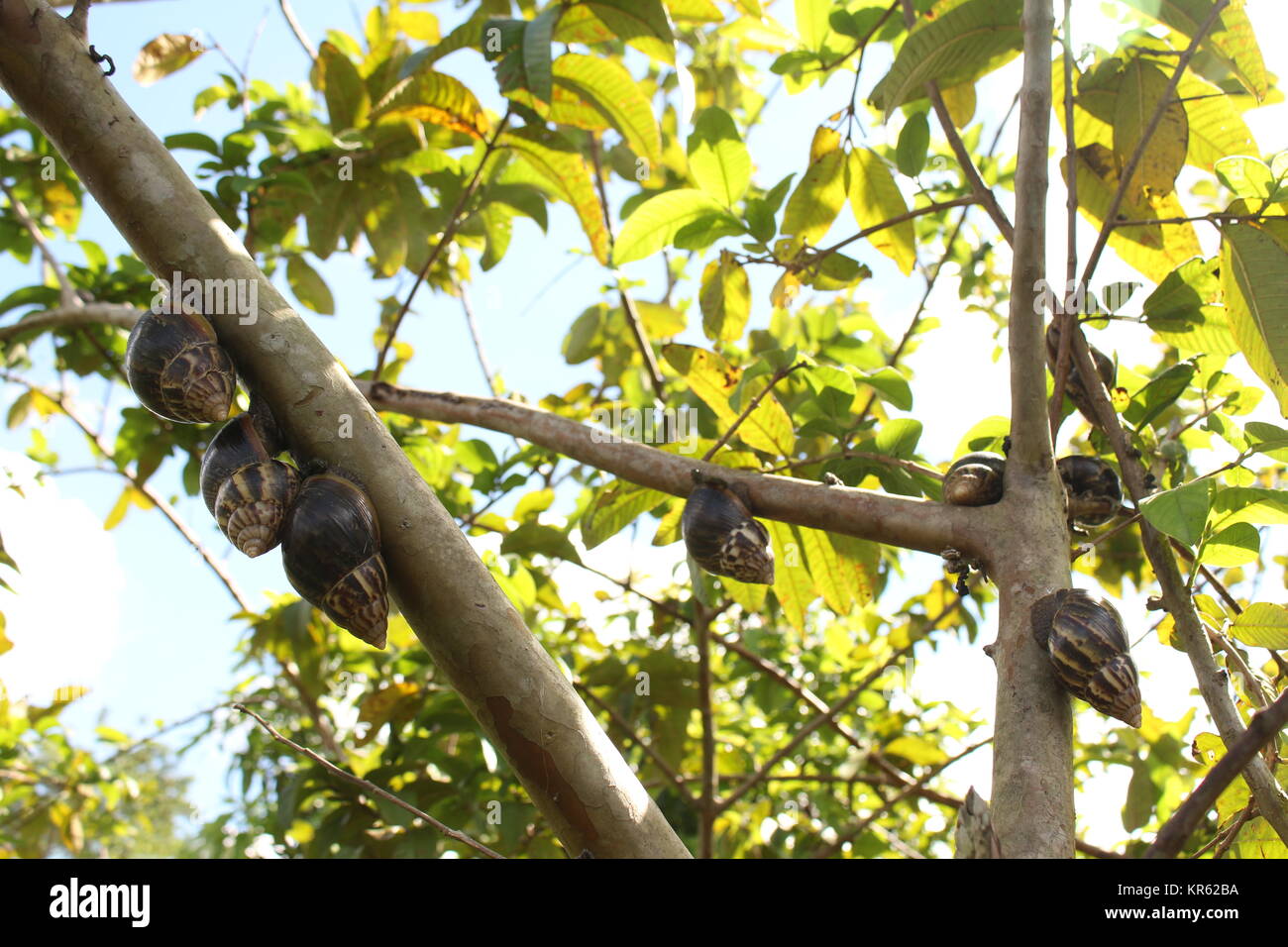 Hermaphrodite animals hi-res stock photography and images - Alamy Hermaphrodite animals hi-res stock photography and images - Alamy