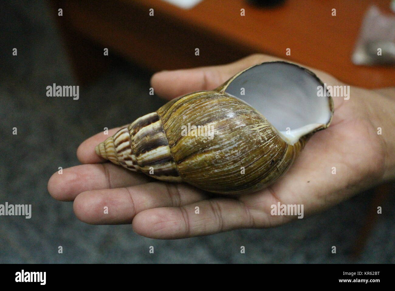 Hermaphrodite animals hi-res stock photography and images - Alamy Hermaphrodite animals hi-res stock photography and images - Alamy