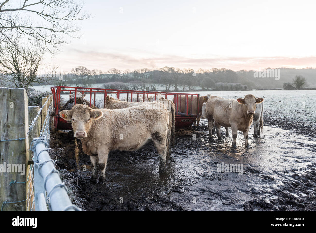 Cows standing in water in winter Stock Photo Alamy
