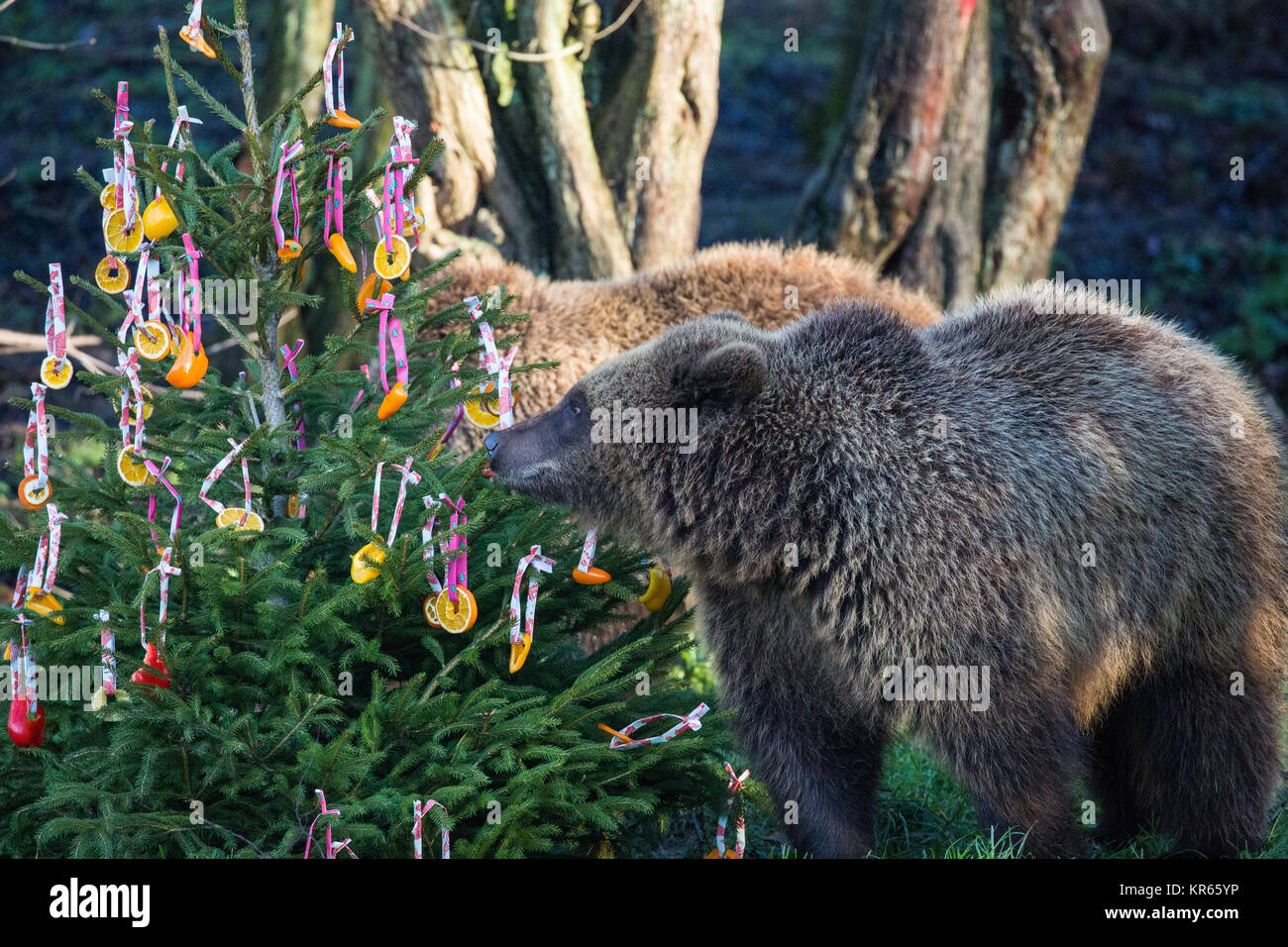 Whipsnade, UK. 19th Dec, 2017. 24-year-old female European brown bear Wellington discovers festive surprises in the form of Christmas tree baubles made of colourful peppers, pineapple rings and slices of orange during the annual Christmas photocall at ZSL Whipsnade Zoo. Credit: Mark Kerrison/Alamy Live News Stock Photo